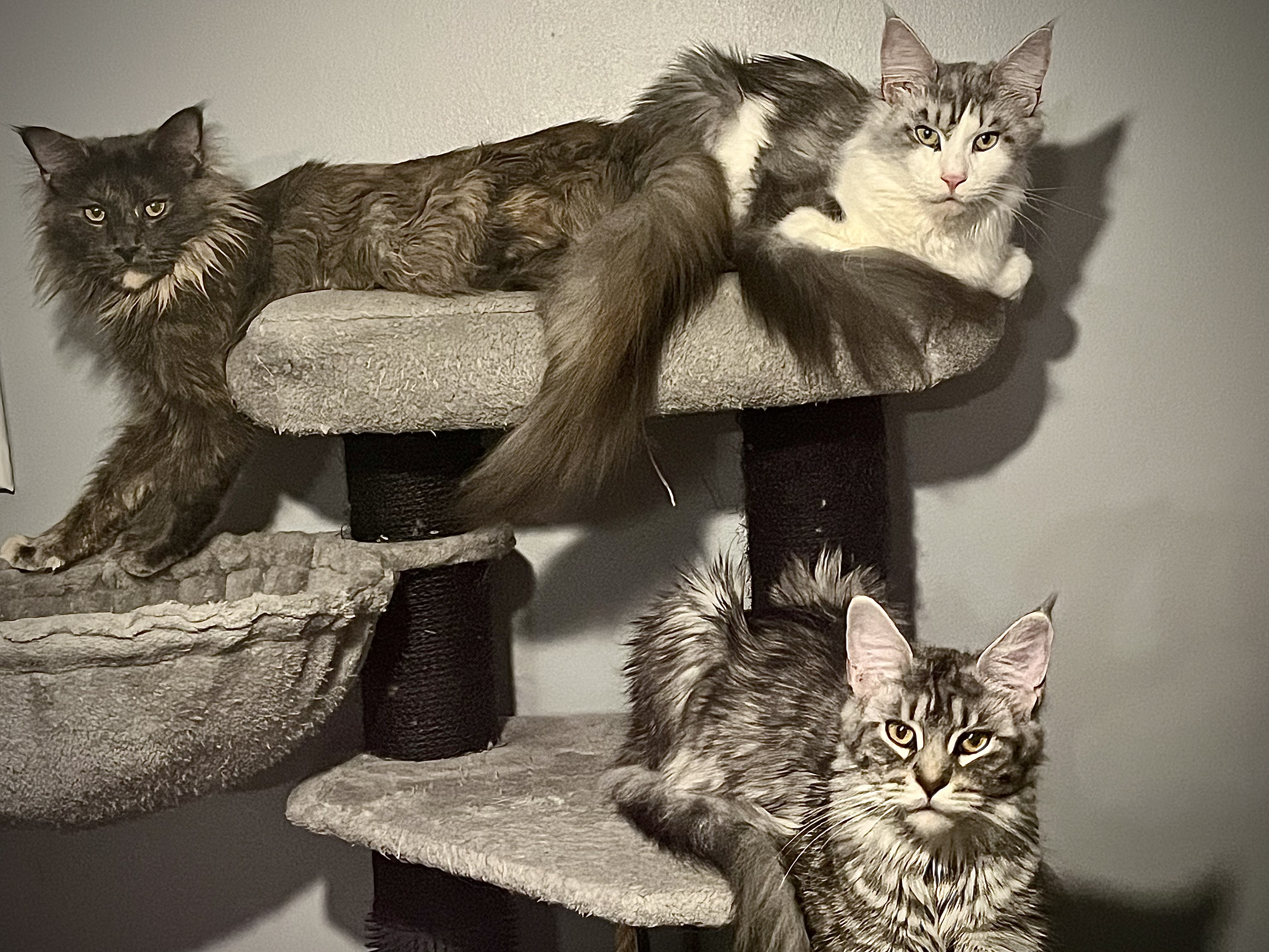 Portrait de Deb avec ses Maine Coons