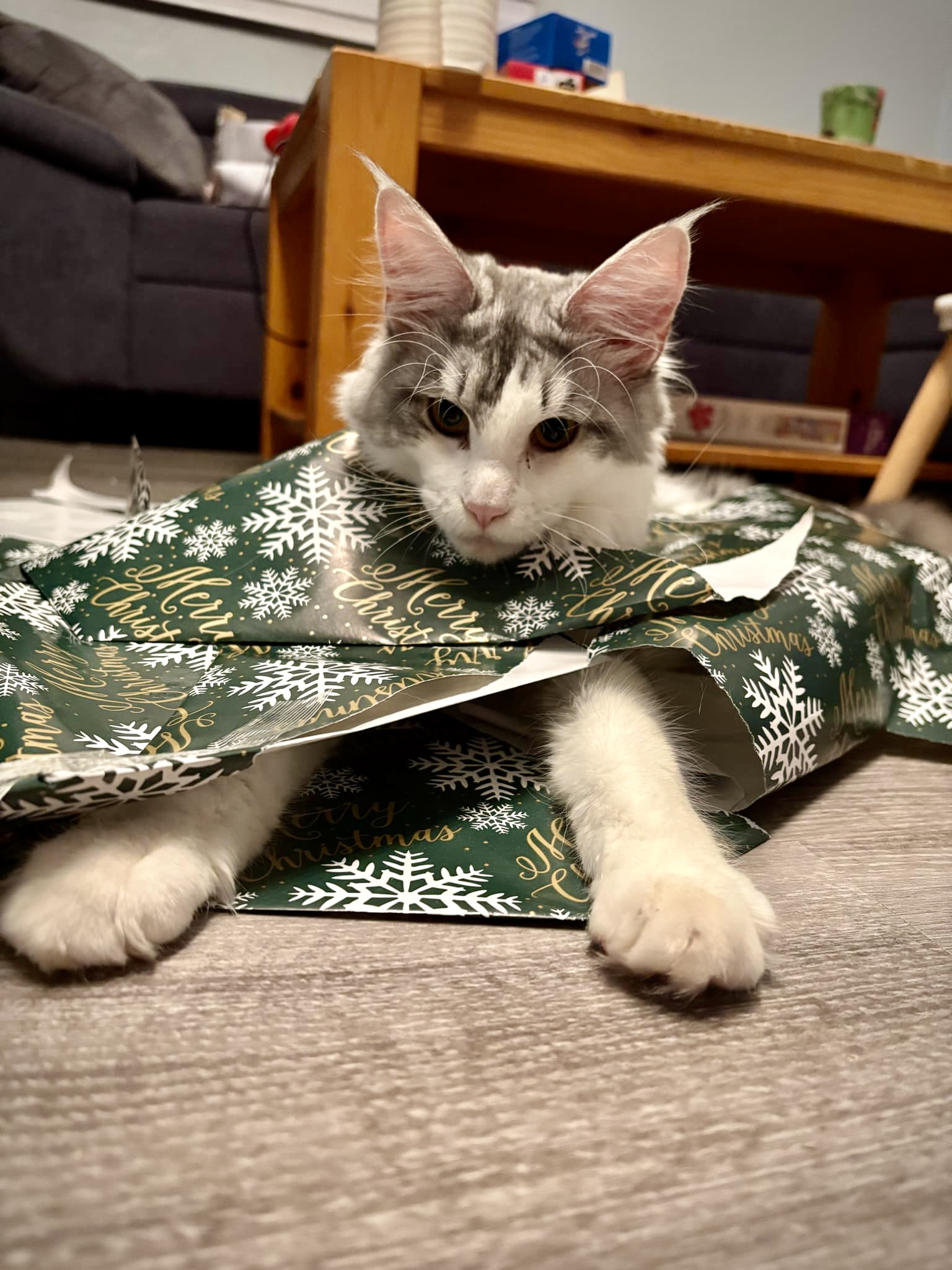Famille de chats Maine Coon