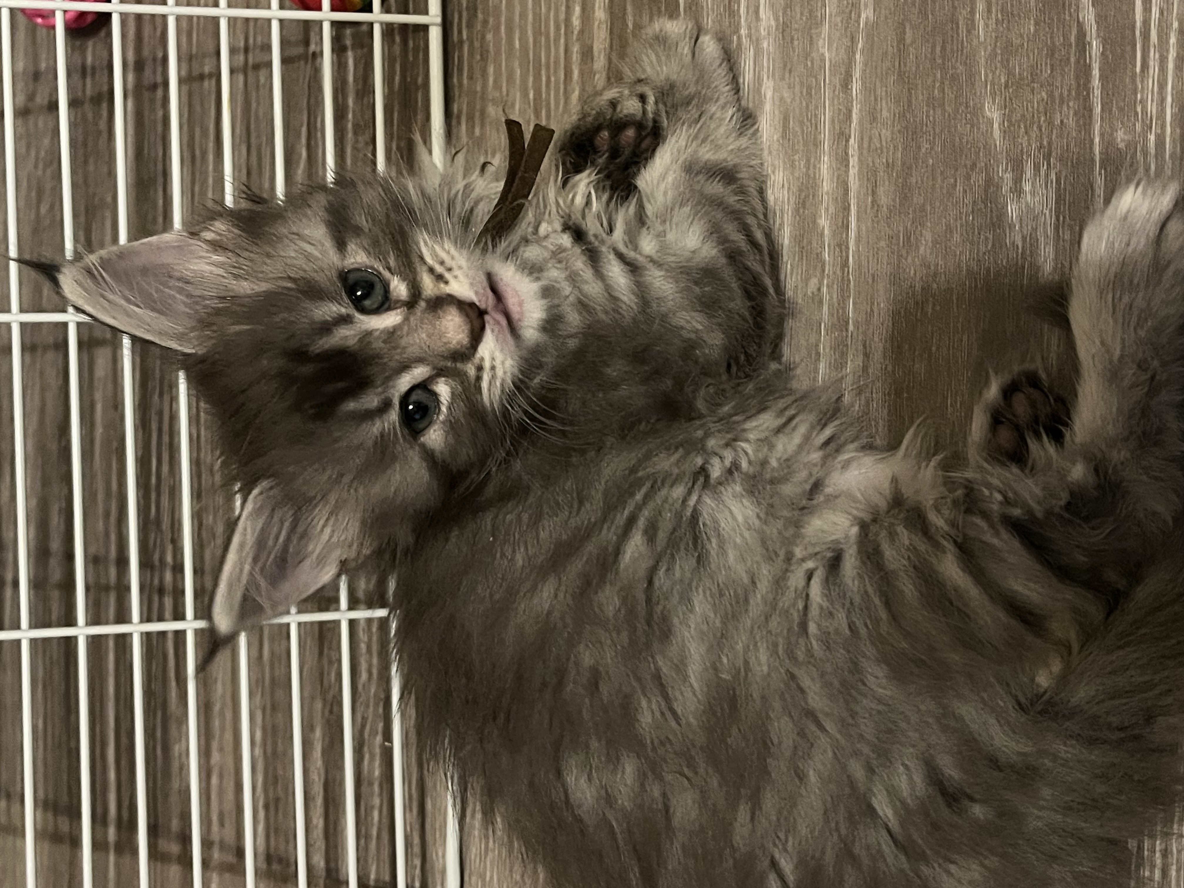 Bingo le chaton Maine Coon
